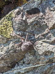 Araneus saevus