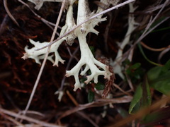 Cladonia uncialis