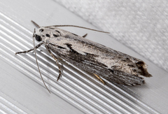 Ethmia discostrigella