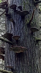 Ischnoderma benzoinum