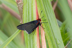 Pyrrhopygopsis socrates
