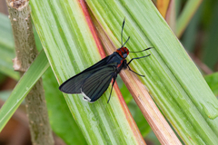 Pyrrhopygopsis socrates
