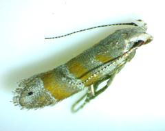 Battaristis vittella