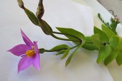 Chironia peduncularis