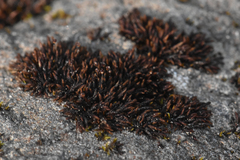 Andreaea