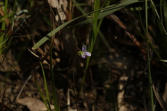 Viola hederacea