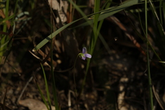 Viola hederacea