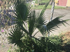 Washingtonia robusta