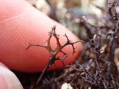 Cetraria aculeata