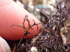 Cetraria aculeata