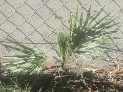 Washingtonia robusta