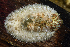 Stomatella planulata