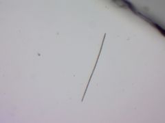 Planktothrix