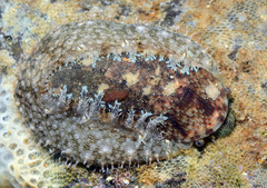 Stomatella planulata