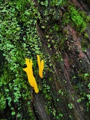 Calocera viscosa