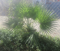 Washingtonia robusta