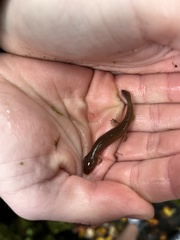 Pseudotriton ruber