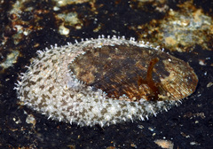 Stomatella planulata