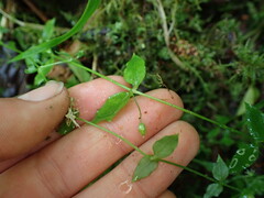 Stellaria crispa