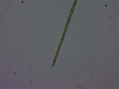 Planktothrix