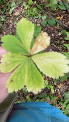 Sanicula marilandica