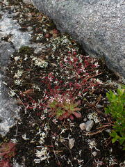 Micranthes ferruginea