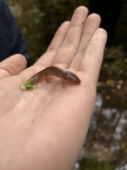 Pseudotriton ruber