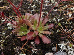 Micranthes ferruginea