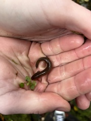 Pseudotriton ruber