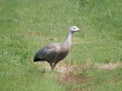 Cereopsis novaehollandiae