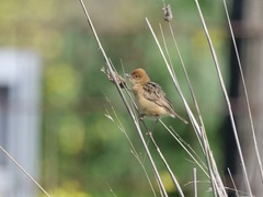 Cisticola exilis