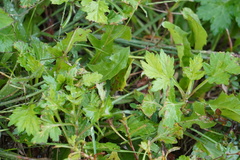 Artemisia vulgaris