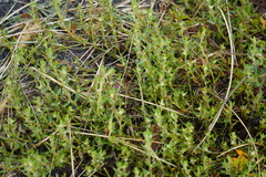 Polygonum aviculare