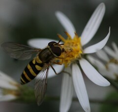 Syrphus rectus