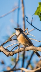 Pachycephala rufiventris