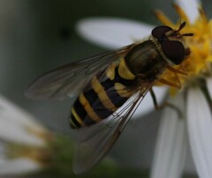 Syrphus rectus