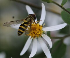Syrphus rectus
