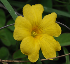 Oxalis frutescens
