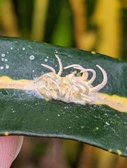 Gibellula