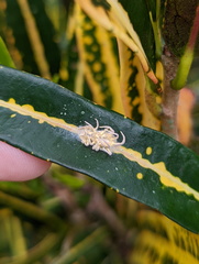 Gibellula