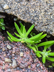 Sedum mexicanum