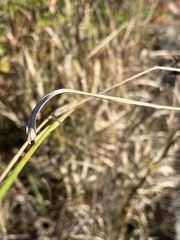 Elymus repens