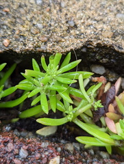 Sedum mexicanum