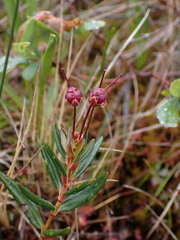Kalmia microphylla