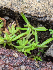 Sedum mexicanum