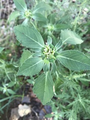 Euphorbia davidii