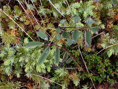 Sanguisorba officinalis