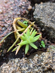 Sedum mexicanum