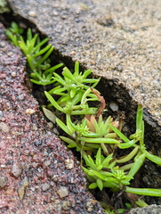 Sedum mexicanum