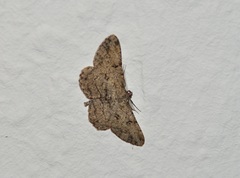 Peribatodes rhomboidaria